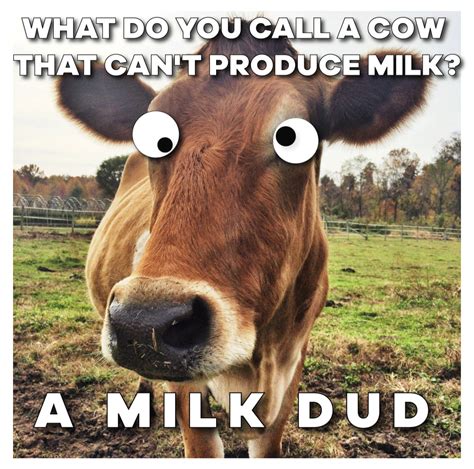 cow meme|More.